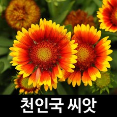 천인국