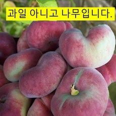 거반도