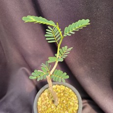 세나메리디오날리스