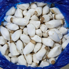 도담농산 미니새송이버섯 2kg 당일수확 당일발송, 새송이버섯2kg(미니), 4개