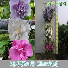 무궁화나무