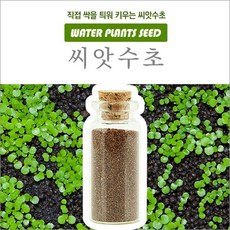 아쿠아마켓 전경수초 씨앗수초 (SEED) 유리병