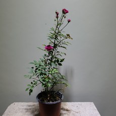 5bb5e9e8a3af98e1d6d9a96a7afa159909bc49894d010a155c350ca56722.jpg