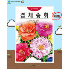 겹채송화 혼합 씨앗(1000립) 꽃씨 종묘 종자 씨 영웅 KS, 1개