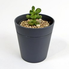 플라팜 새싹미니화분 (그레이) 36개입 플라스틱화분 다육이화분 다육화분 화분 화분쇼핑몰 :joo;na, ♣※＠▶:jun상품선택­◀♧