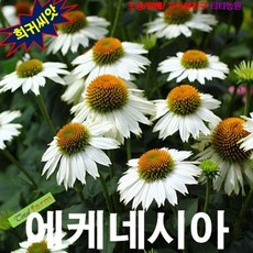 에키네시아씨앗
