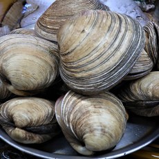대합조개살