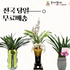 금화산 개업선물 식물인테리어 동양난 축하난 개업화분 당일꽃배달