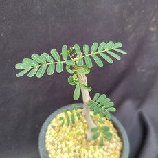 세나메리디오날리스