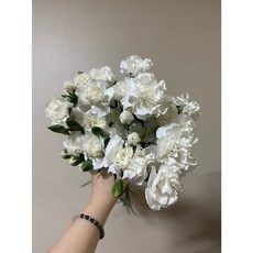 (생화 농장직송) 스프레이 카네이션 반단 (4 color), 화이트