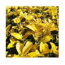 순희농장 황금사철포트 30센치 황금사철나무 (2021), 황금사철 30cm   (포트 10개)