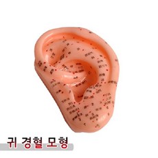 귀 경혈 모형/귀모형/귀혈자리모형/한의원 실습 경혈 이혈요법 티침이침