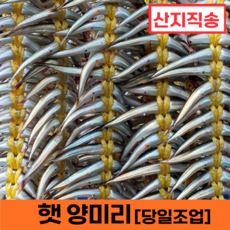 [산지직송] 오늘잡은 강원도 제철 햇 양미리 #당일조업 #국내산, 1개, 반건조 양미리 (20미)