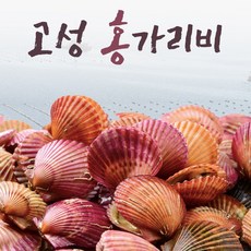 일산가리비