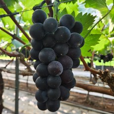 김천 거봉 포도 프리미엄 고당도 거봉 포도, 1박스, 1.5kg 가정용 (3~4 수)