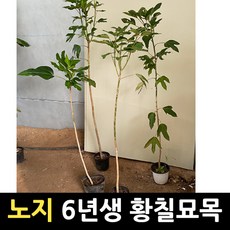 노지가지