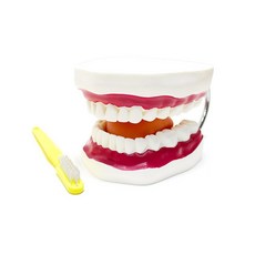 구강교육치아모형대형