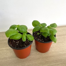 플랜시아 스위트 바질화분 2개, 스위트바질 2개