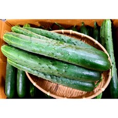 오이소박이용오이