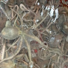 정성수산 고흥 중소낙지5미(마리당80~120g), 단품
