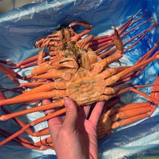 [자연맛남] 구룡포 제철 자숙 연지홍게 6-9미/2kg내외, 단일상품, 단일상품