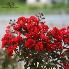 세종식물원 배롱나무 다이너마이트 화분 목백일홍