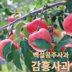 사과의 왕 감홍사과 고당도 대사과 백설공주사과 강원도 홍천 선물용 감홍사과, 5kg(17과 내외)
