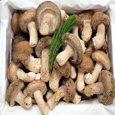 송화 송향버섯 송고버섯 식당용(알뜰형)1kg, 표준형1kg, 1개