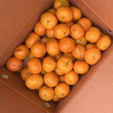 제주귤 하우스감귤 제주감귤 노지귤 하우스귤 귤5KG 2.5KG, 1박스, 제주귤 2.5KG(2L싸이즈)