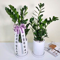 앤드플라워 전국 택배발송 중형실내화분 보석금전수(43cm) 몬스테라 우드스탠드 스투키(50cm) 몬스테라 홍콩야자 은행목 개업화분 미니화분 공기정화식물 선물, 1개, 금전수(50cm) 도자기화분