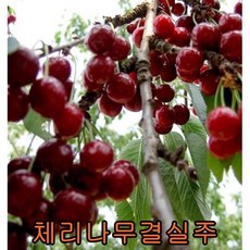 체리나무(라핀)5년 결실주/묘목/나무 묘목/유실수/꽃나무/과실수/, 1개