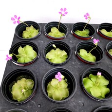 벌레잡이제비꽃키우기