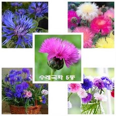 [모야모 꽃씨] 수레국화 5종 꽃씨 꽃씨앗, 1개