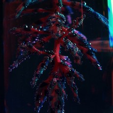 12e1c9c1bd37b38486eec2cc96f4acd11e9190f9e8a90c1b6edd825a239a.jpg