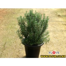 로즈마리화분