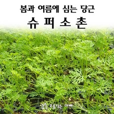 [모종심는아빠] 추대가 안정적인 봄과 여름에 심는 당근 슈퍼소촌 모종