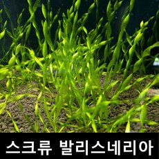 스크류발리스네리아