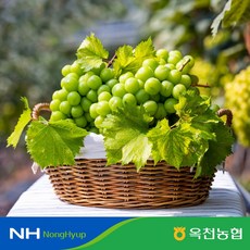 옥천향수30리