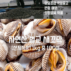 [산지직송] 국내산 자연산 보성 벌교 새꼬막 (참꼬막) 중 1kg 100미, 1박스, 벌교 새꼬막 (참꼬막)  중 1kg 100미