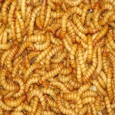 뉴런 EM먹인 일반밀웜 100마리 사료, 50g, 100개