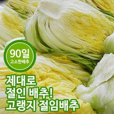 추천4 괴산시골절임배추