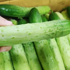 오이10kg-추천-상품