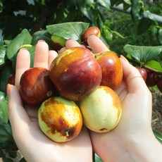 베리카인드 보은 사과대추 1kg, 1개, 3.사과대추1kg(36-45개)