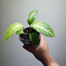 플로우마니