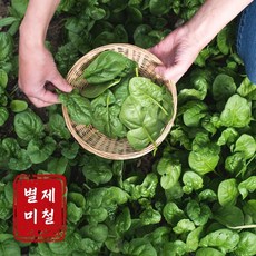 100%국내산 남해시금치 친환경보물초, 1박스, 5kg