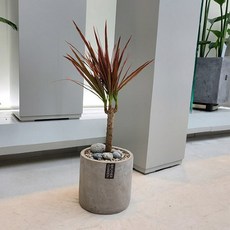 레인보우마지나타