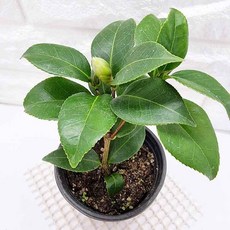 그늘에서잘자라는식물