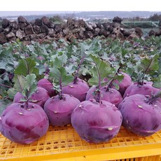 제주 해풍맞은 햇 콜라비 2kg~10kg, 특상 2kg (3-5개) 내외, 2kg, 1개