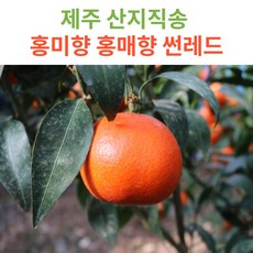 제주홍미향