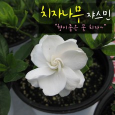 치자향